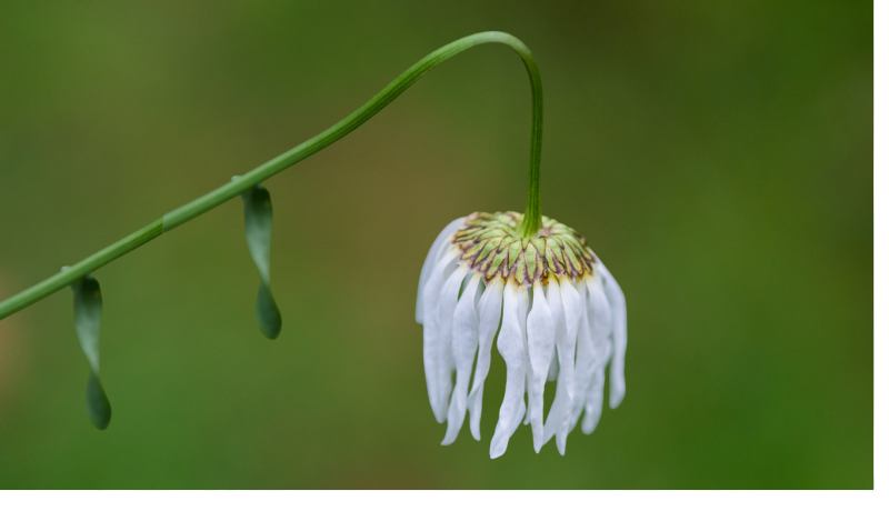 S11-E4: The Spiritual Wisdom of Fatigue