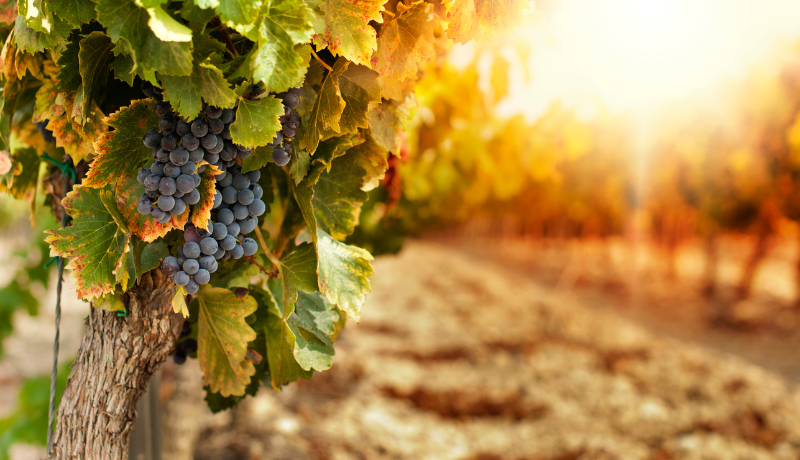 S9-E9: When Activity Replaces Intimacy: An Invitation to a Year of Grace